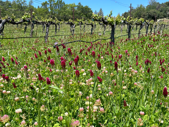 The Reason Behind Cover Crops in Vineyards