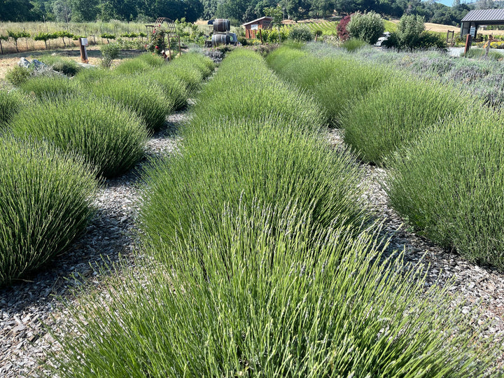 Locke Lavender Season is Here!