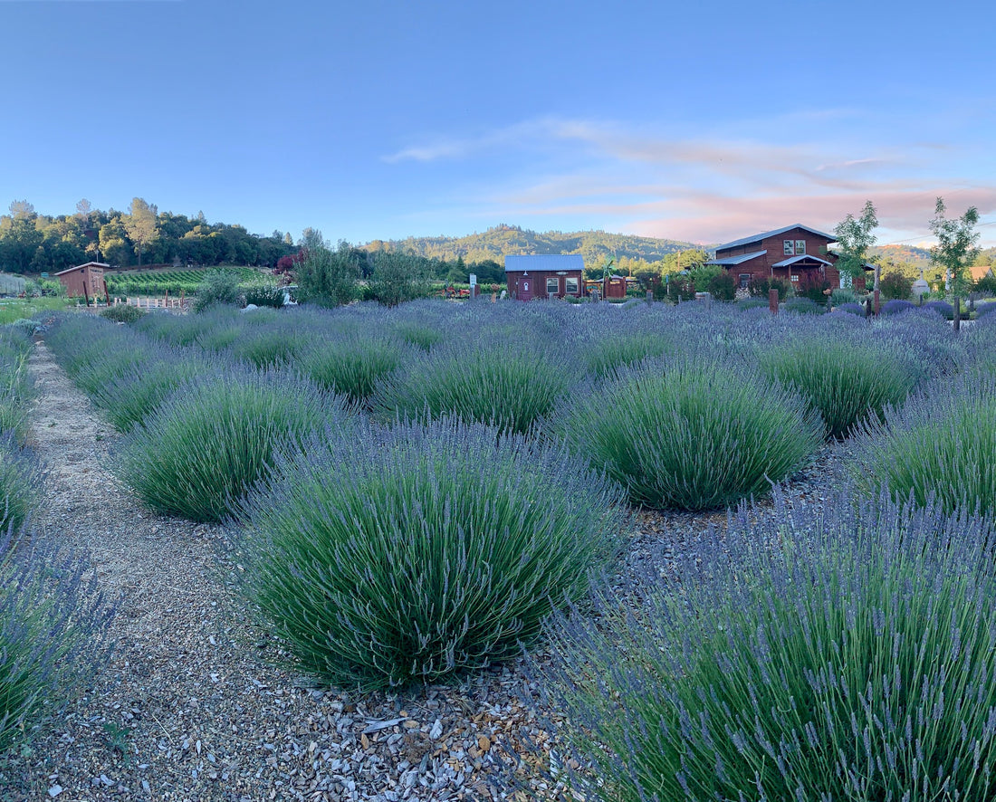 Locke Lavender Workshop (6/21/25)