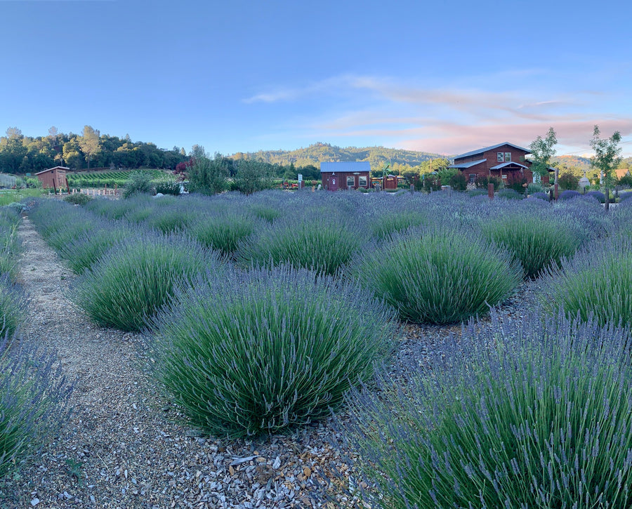 Locke Lavender Workshop (6/21/25)
