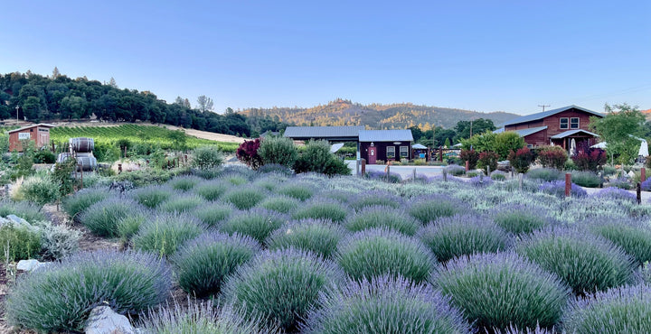 The Barn at Locke: Home to Locke Wines + Farmhouse Shop in Murphys, CA. Family owned and operated small lot wines in Calaveras County/Sierra Foothills Wine Country