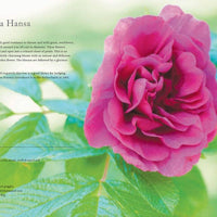 Vintage Roses: Beautiful Varieties for Home & Garden